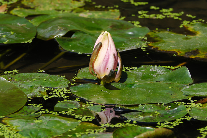 Water Lily Buds