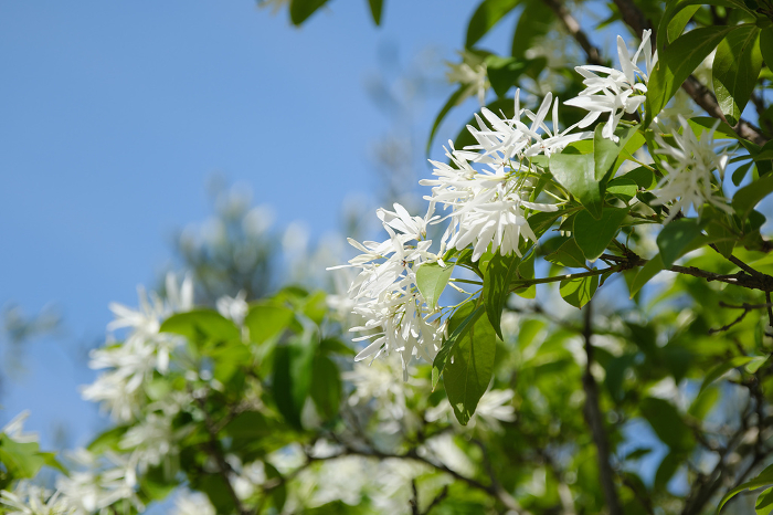 Beautiful white Nanjamonja flower