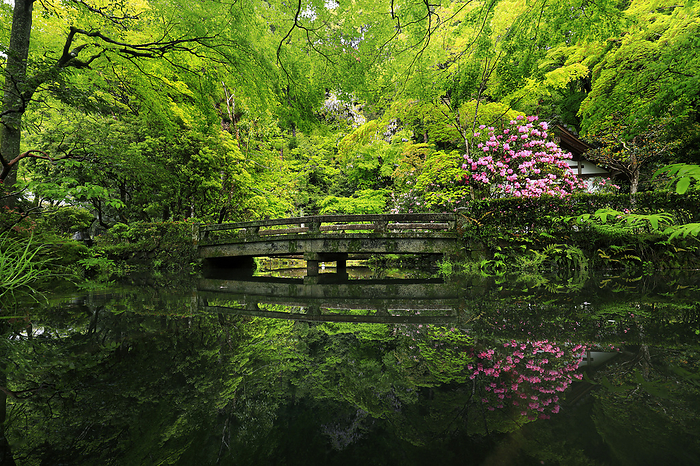 Fresh greenery and rhododendrons on the approach to Honen-in Temple projected on a pond Kyoto Pref.