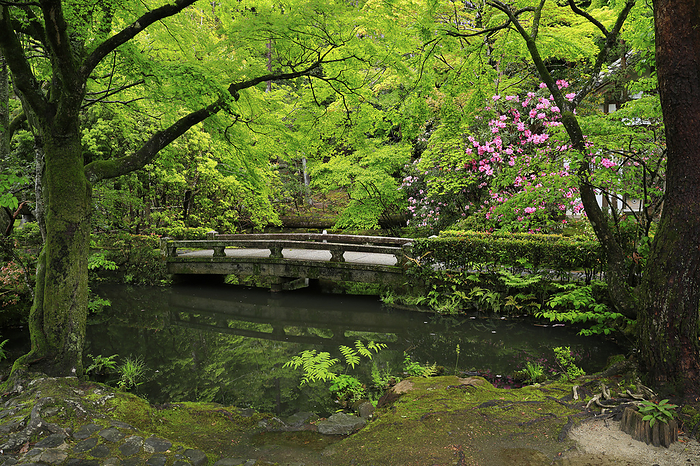 Fresh Greenery and Rhododendrons along the approach to Honen-in Temple, Kyoto Pref.