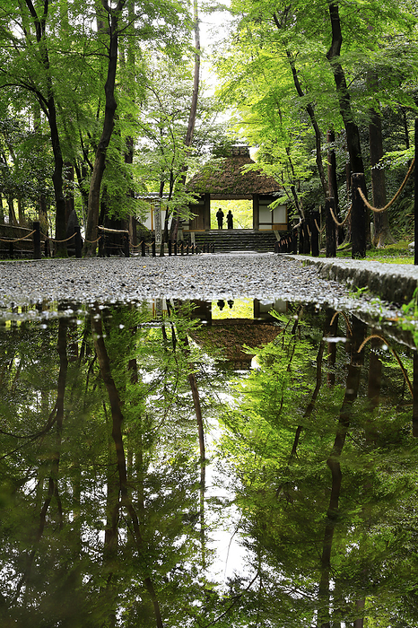 Honen-in Temple approach and gate in fresh green after rain, Kyoto Pref.