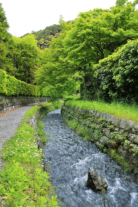 Biwako Sosui in fresh green Kyoto Pref.