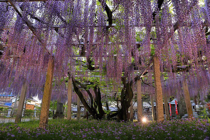 Light up of wisteria  nodafuji  at three major shrines Shiga Pref. Age  legend : Approximately 400 years old, designated as a natural monument by Shiga Prefecture