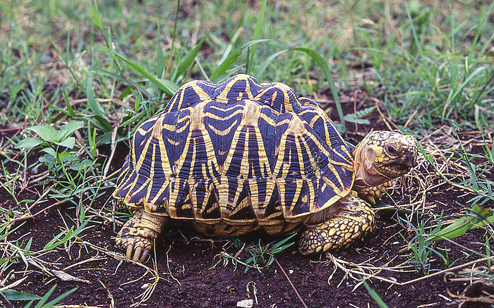 any turtle of the genus Mauremys  esp. the Japanese pond turtle, Mauremys japonica  This tortoise has a beautiful pattern on its carapace. The elegans in the scientific name refers to elegans.