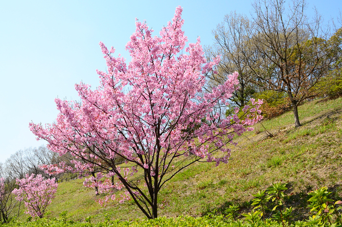 Pink cherry blossoms on the slope