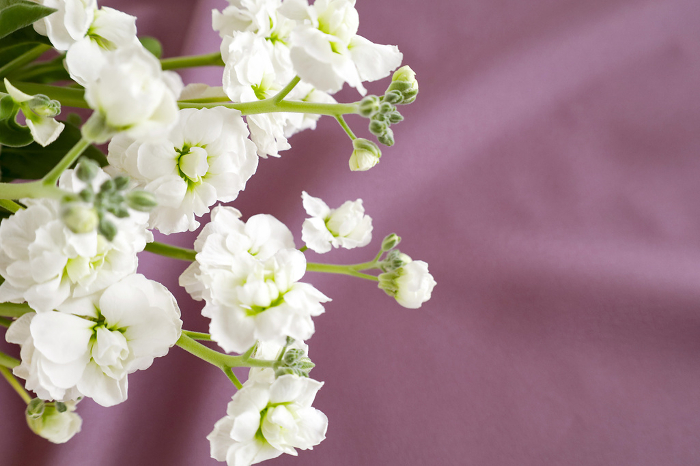 Beautiful White Flowers Material Purple Draped Background
