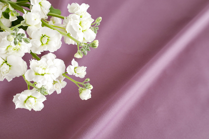 Beautiful White Flowers Material Purple Draped Background