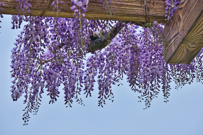 Purple wisteria blooming beautifully on a wisteria trellis
