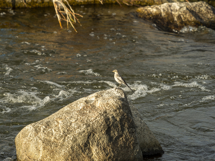 A juvenile white-backed wagtail perches on a rock