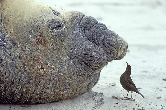 Southern elephant seal and Tussac bird,, Gold Harbor, Antarktica Southern elephant seal and Tussac bird,, Gold Harbor, Antarktica, by Zoonar Fritz Poelkin