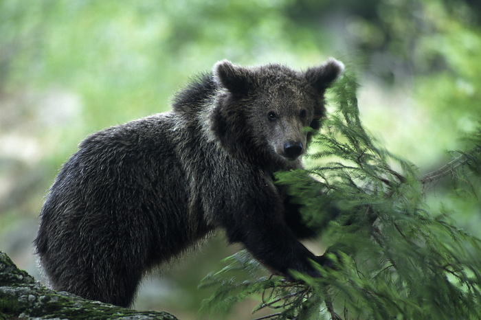 Braunbaer mit Jungen, Brown Bear with cubs Braunbaer mit Jungen, Brown Bear with cubs, by Zoonar Markus Essler