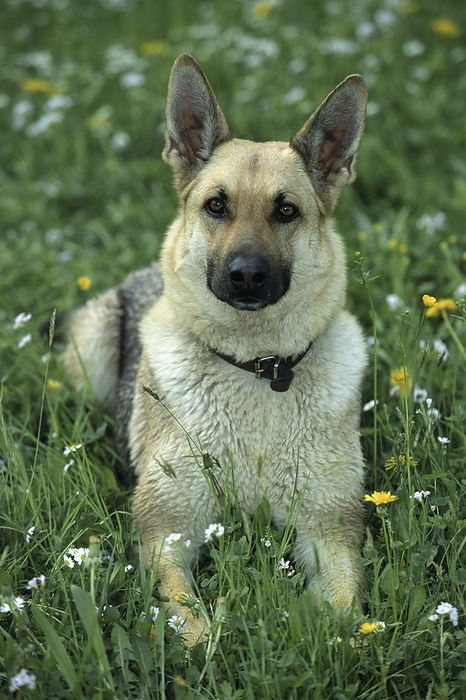 Deutscher Schaeferhund, German shepherd dog Deutscher Schaeferhund, German shepherd dog, by Zoonar Markus Essler