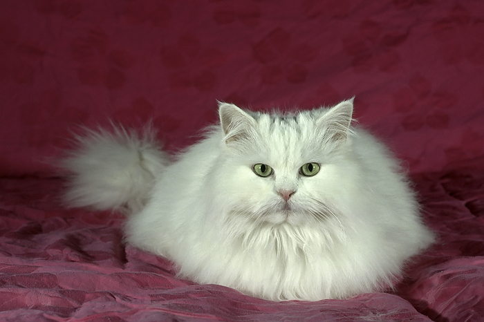 Perserkatze, Persian cat Perserkatze, Persian cat, by Zoonar Markus Essler