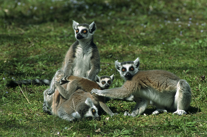 Vier Kattas Four Ring tailed Lemurs Vier Kattas Four Ring tailed Lemurs, by Zoonar Markus Essler
