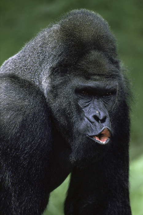 Lowland Gorilla   gorilla gorilla gorilla  Lowland Gorilla   gorilla gorilla gorilla , by Zoonar Markus Essler