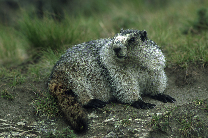 Hoary Marmot, Marmota caligata, Denali National Park, Alaska, USA Hoary Marmot, Marmota caligata, Denali National Park, Alaska, USA, by Zoonar Markus Essler