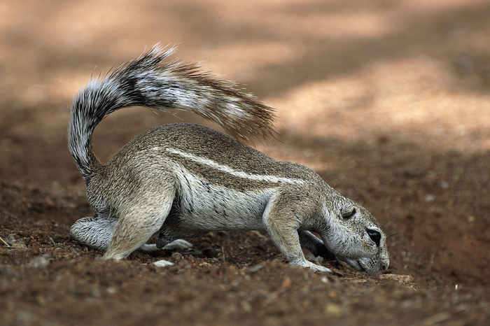 Ground Squirrel, Xerus princeps, Etosha National Park, Namibia, Afrika Ground Squirrel, Xerus princeps, Etosha National Park, Namibia, Afrika, by Zoonar Markus Essler
