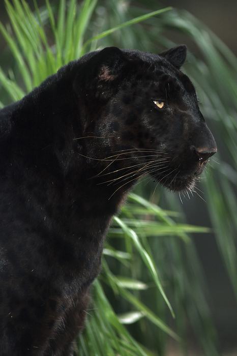 Black Leopard  Panthera pardus melanistic  Black Leopard  Panthera pardus melanistic , by Zoonar Markus Essler