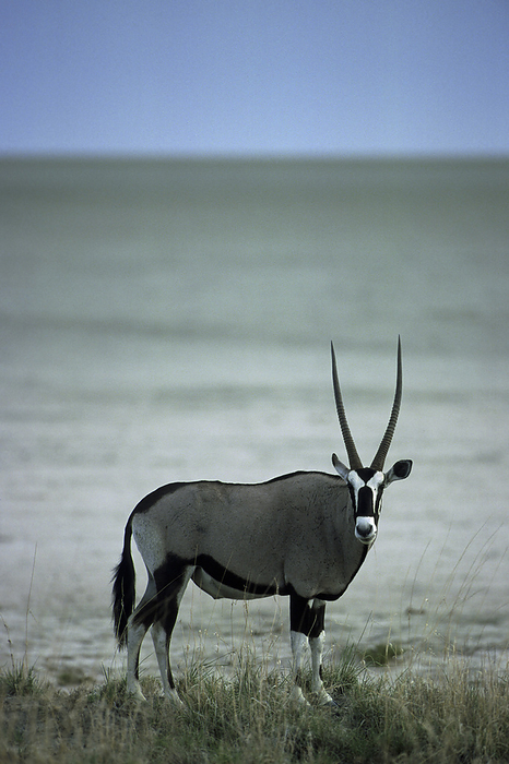 Gemsbok  Oryx gazella  Etosha National Park, Namibia, Africa Gemsbok  Oryx gazella  Etosha National Park, Namibia, Africa, by Zoonar Markus Essler