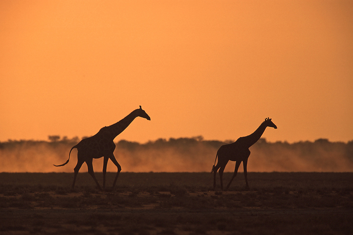  Giraffes at dusk, Etosha National Park, Namibia, Africa Giraffes at dusk, Etosha National Park, Namibia, Africa, by Zoonar Markus Essler