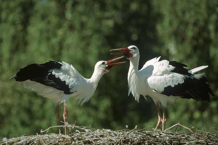 White stork, Ciconia ciconia, Europe White stork, Ciconia ciconia, Europe, by Zoonar Markus Essler