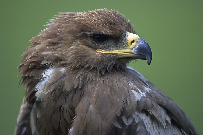 Eastern Steppe Eagle, aquila nipalensis  Eastern Steppe Eagle, aquila nipalensis, by Zoonar Markus Essler