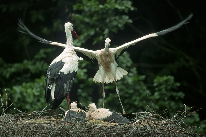 White stork, Ciconia ciconia, Europe White stork, Ciconia ciconia, Europe, by Zoonar Markus Essler
