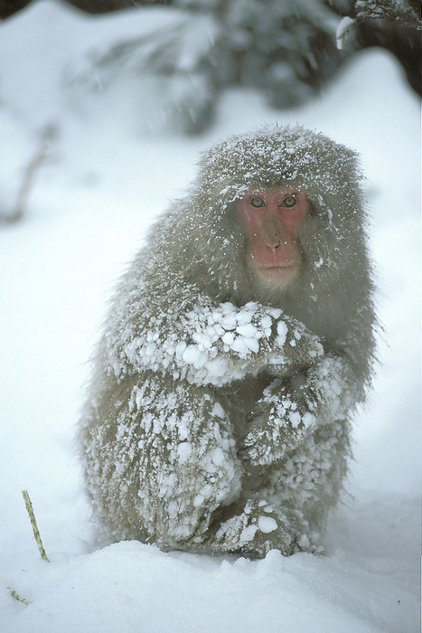 japanese macaque japanese macaque, by Zoonar Fritz Poelkin
