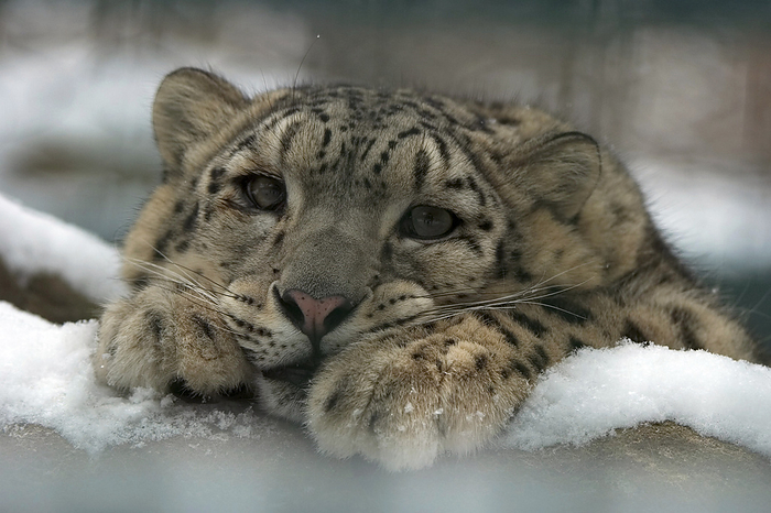 Snow Leopard Snow Leopard, by Zoonar Markus Essler