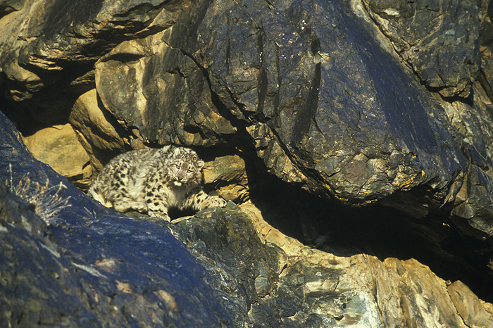 Snow Leopard Snow Leopard, by Zoonar Fritz Poelkin