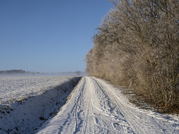 trail in winter between fields and trees trail in winter between fields and trees, by Zoonar Reiner Pechma