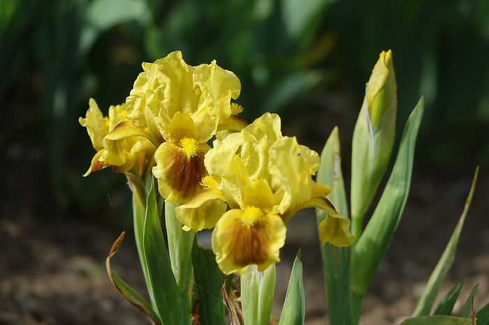 Iris lutescens, Crimean iris Iris lutescens, Crimean iris, by Zoonar Peter Himmelh