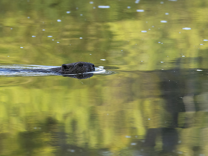 european beaver  Castor fiber  swimming in the river saale, germany european beaver  Castor fiber  swimming in the river saale, germany, by Zoonar Reiner Pechma