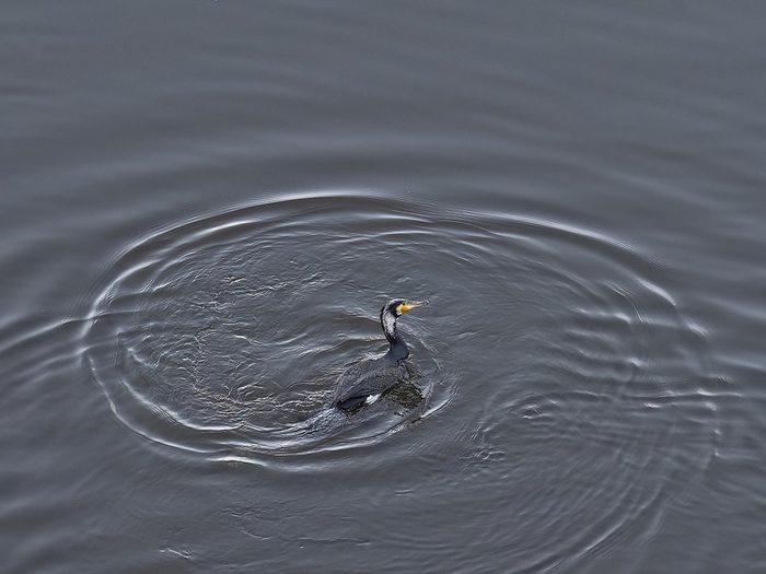 a cormorant  phalacrocorax carbo  swims in circle on a river a cormorant  phalacrocorax carbo  swims in circle on a river, by Zoonar Reiner Pechma