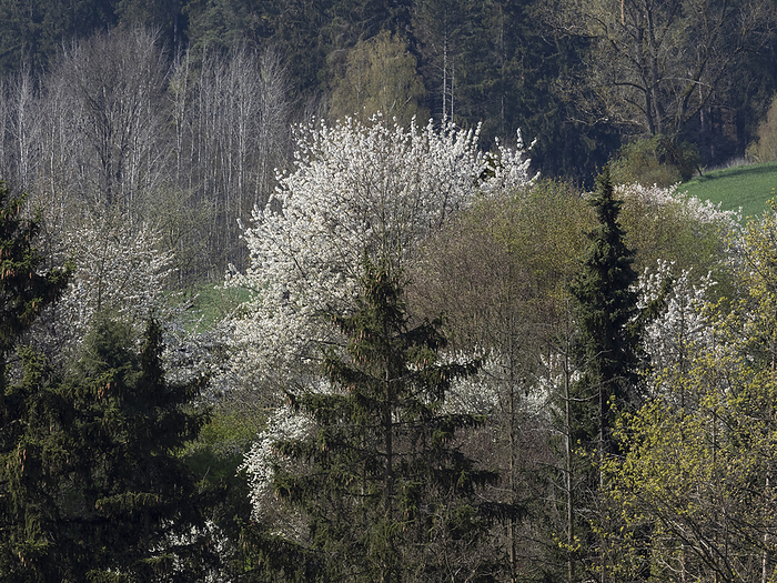 wild flowering fruit trees in upper franconia wild flowering fruit trees in upper franconia, by Zoonar Reiner Pechma