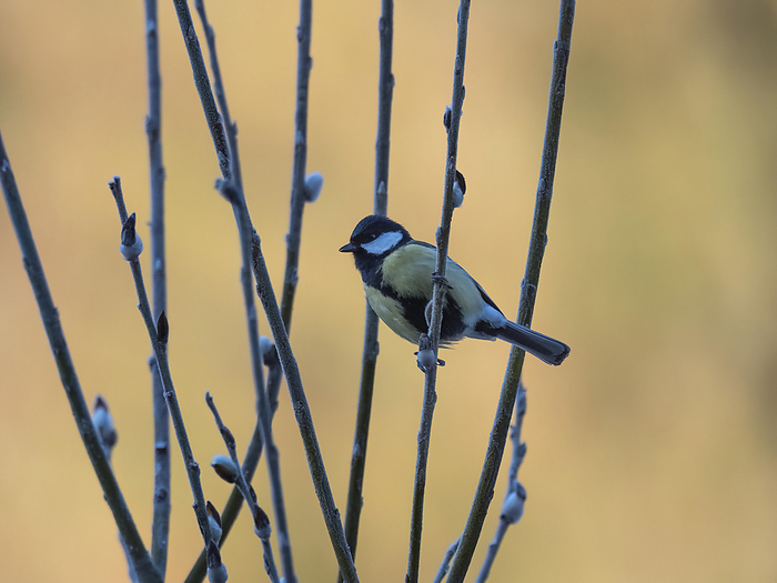 a great tit  parus major  sits on a twig with catkins a great tit  parus major  sits on a twig with catkins, by Zoonar Reiner Pechma