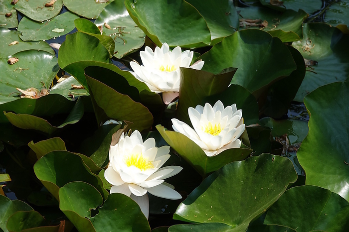 Nymphaea alba, white waterlily Nymphaea alba, white waterlily, by Zoonar Peter Himmelh