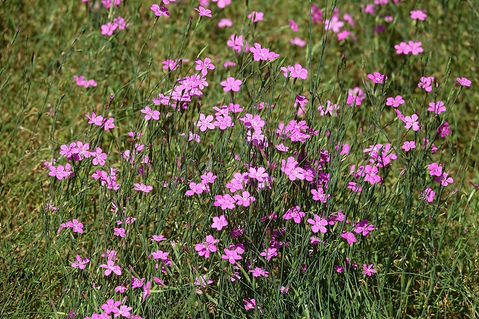 Dianthus deltoides, maiden pink Dianthus deltoides, maiden pink, by Zoonar Peter Himmelh