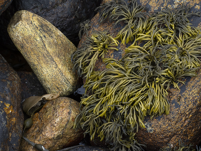 Channelled wrack  Pelvetia canaliculata  at the coast of Norway Channelled wrack  Pelvetia canaliculata  at the coast of Norway, by Zoonar Reiner Pechma