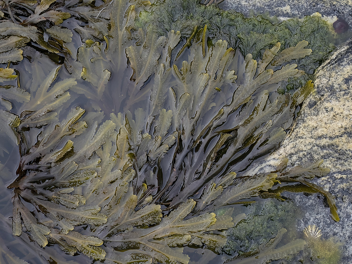 Saw Wrack  fucus serratus  at the coast of Norway Saw Wrack  fucus serratus  at the coast of Norway, by Zoonar Reiner Pechma