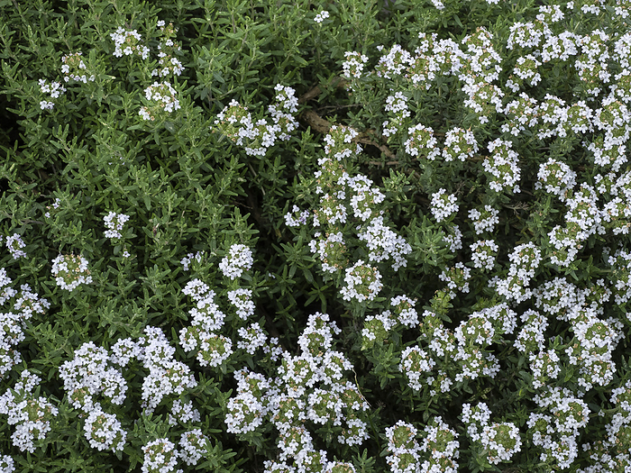 Blossoms at common Thyme  Thymus vulgaris  Blossoms at common Thyme  Thymus vulgaris , by Zoonar Reiner Pechma