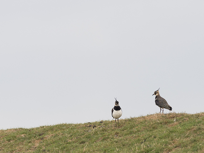 Two Northern lapwing  Vanellus vanellus  Two Northern lapwing  Vanellus vanellus , by Zoonar Reiner Pechma