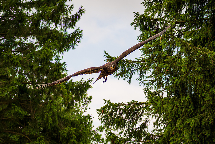 A majestic eagle in flight A majestic eagle in flight, by Zoonar Bernhard Klar