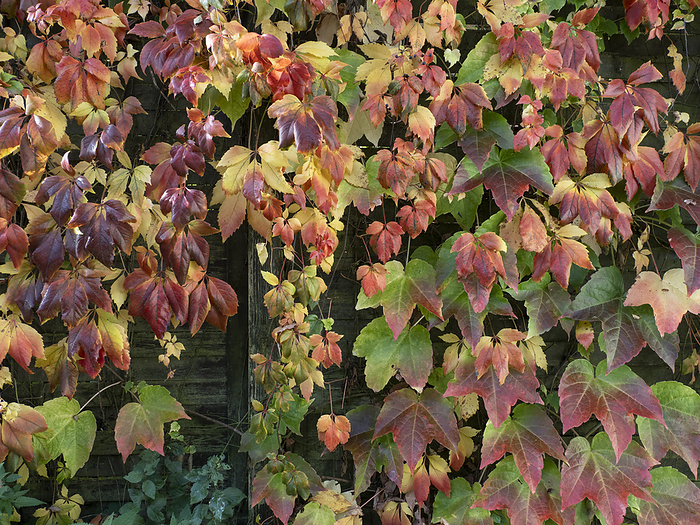 autumn colors of wilde wine  Parthenocissus quinquefolia  autumn colors of wilde wine  Parthenocissus quinquefolia , by Zoonar Reiner Pechma