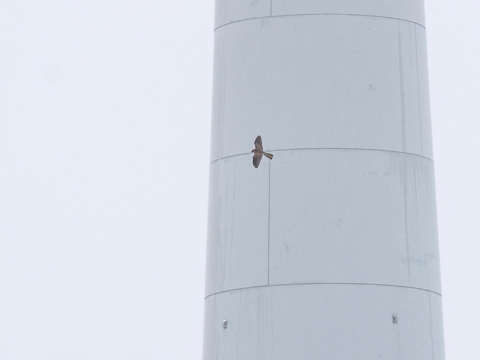 A common Kestrel  falco tinnunculus  flies in front of the tower of a wind turbine A common Kestrel  falco tinnunculus  flies in front of the tower of a wind turbine, by Zoonar Reiner Pechma