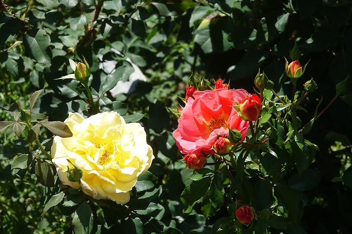 Rosa Sunny Sky, Hybrid rose Rosa Sunny Sky, Hybrid rose, by Zoonar Peter Himmelh