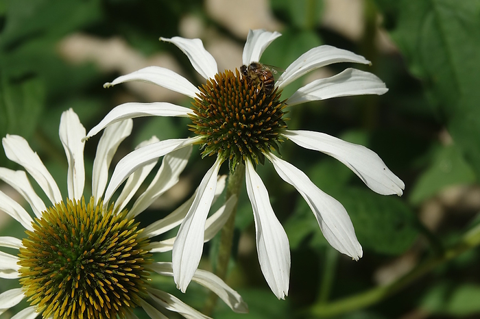 Echinacea White Swan, bee Echinacea White Swan, bee, by Zoonar Peter Himmelh