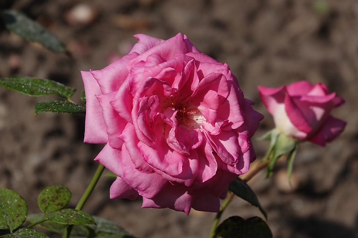 Rosa Barby, Hybridrose Rosa Barby, Hybridrose, by Zoonar Peter Himmelh