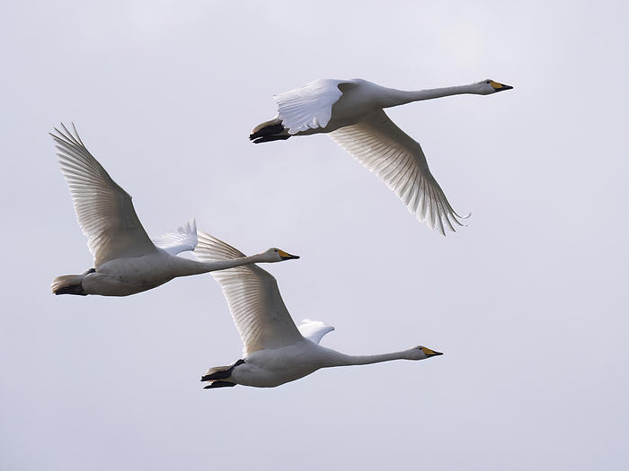 Three flying whooper swans  cygnus cygnus  Three flying whooper swans  cygnus cygnus , by Zoonar Reiner Pechma