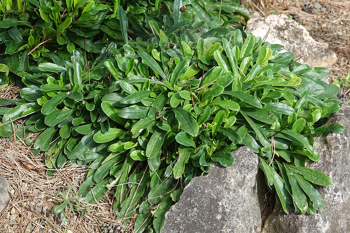 Globularia trichosantha, Syn. Globularia cordifolia, Globeflower Globularia trichosantha, Syn. Globularia cordifolia, Globeflower, by Zoonar Peter Himmelh